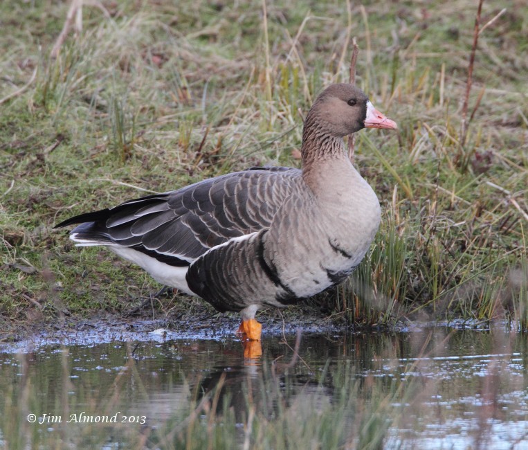 White fronted Goose at water edge VP 28 1 13 IMG_3265